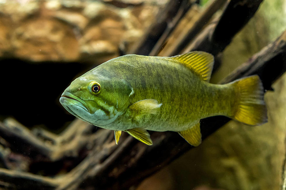 New Montana Invader Bad News for Bitterroot Fishery