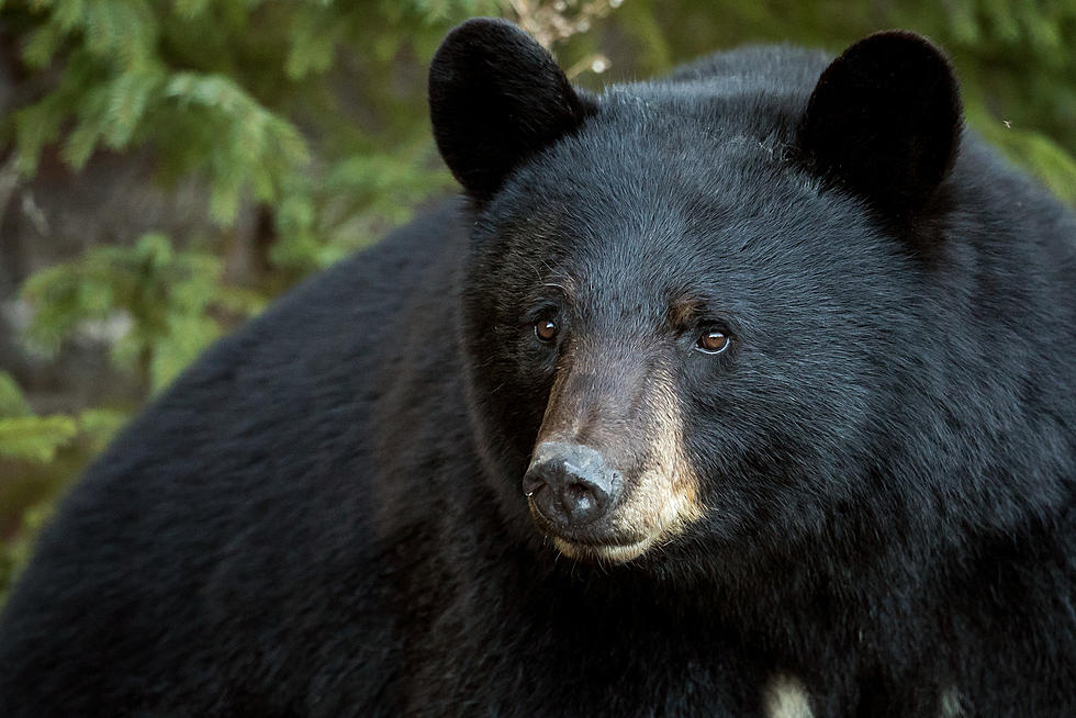 Frightening Bear Encounter for Montana Couple in Their House
