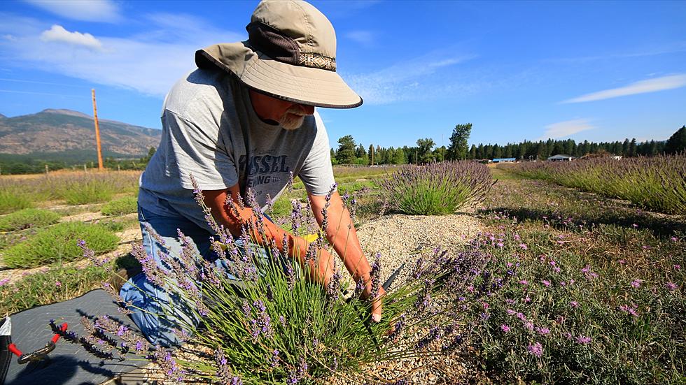 Why Lavender will grow in Montana, but only in select locations