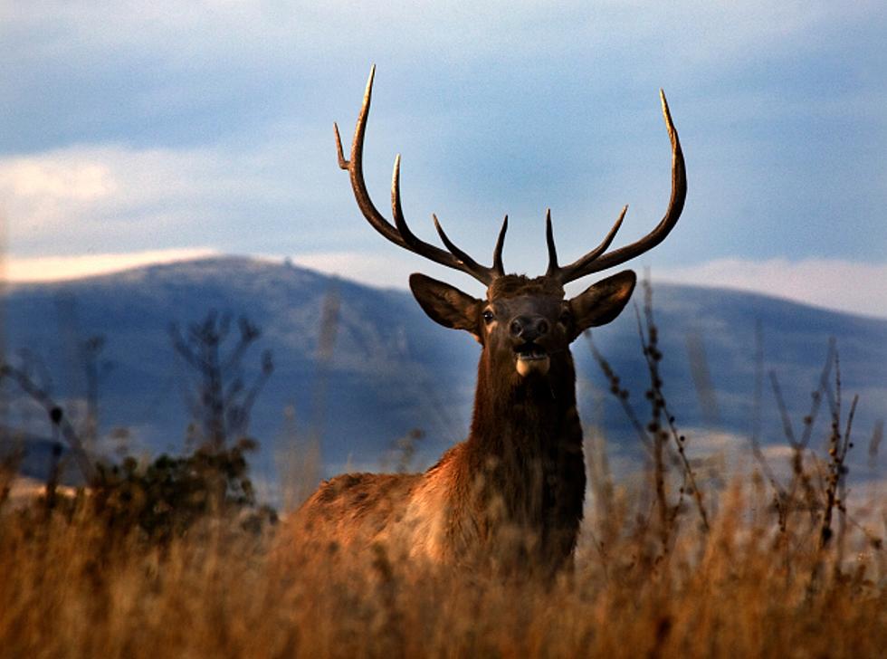 Last week's odd news: Elk nose into Grand Canyon water stations