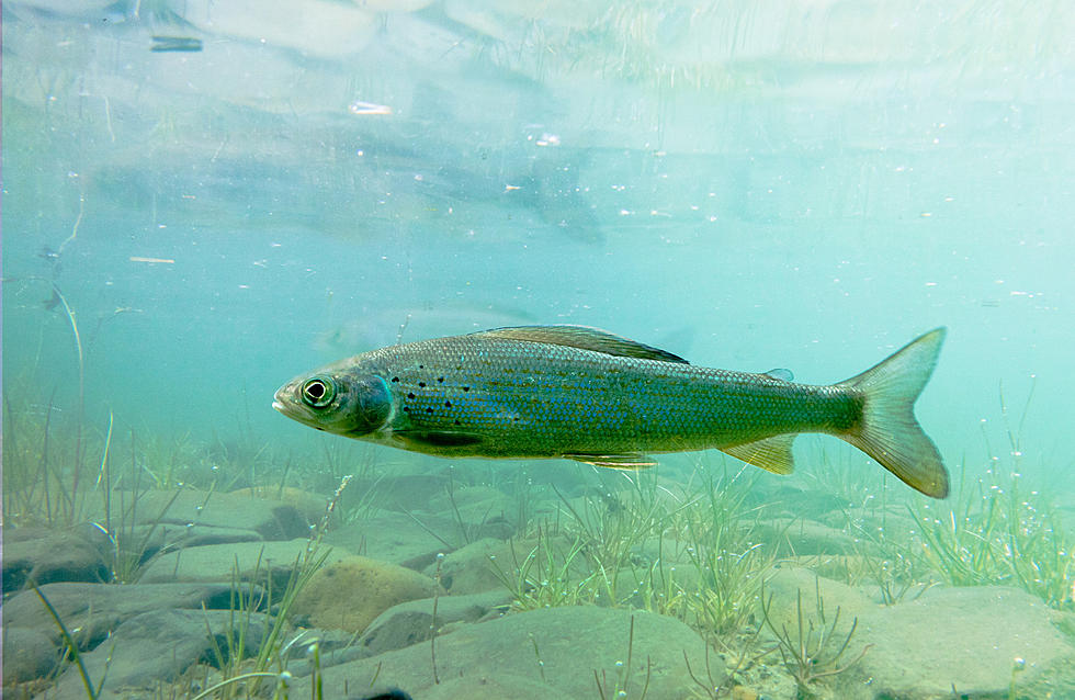 Hatchery Hack? Montana Fish Species Found Where it Shouldn’t Be