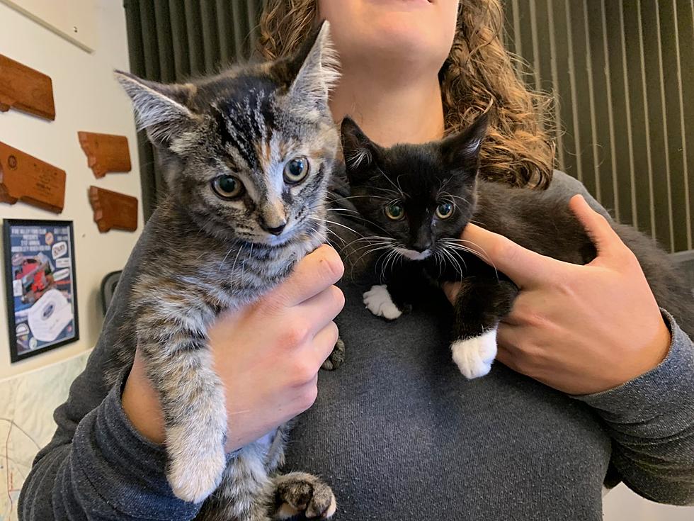 Sally & Spidey From Missoula Humane Society Made a Purr-fect TMHT