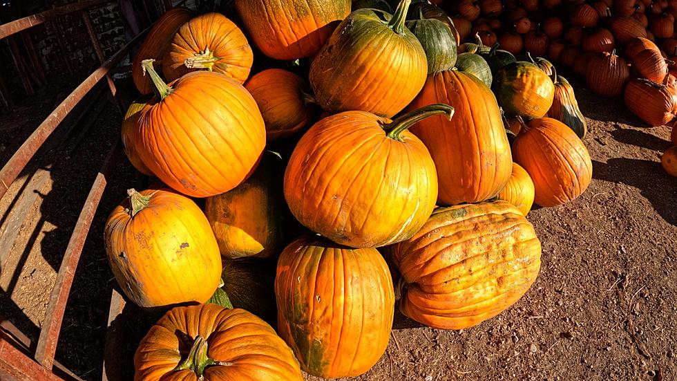 Pumpkins to the Rescue Again as Missoula Helps the Hungry
