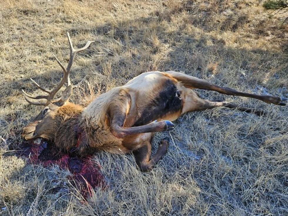 Alarming Multiple Poaching Cases as Montana Big Game Season Ends