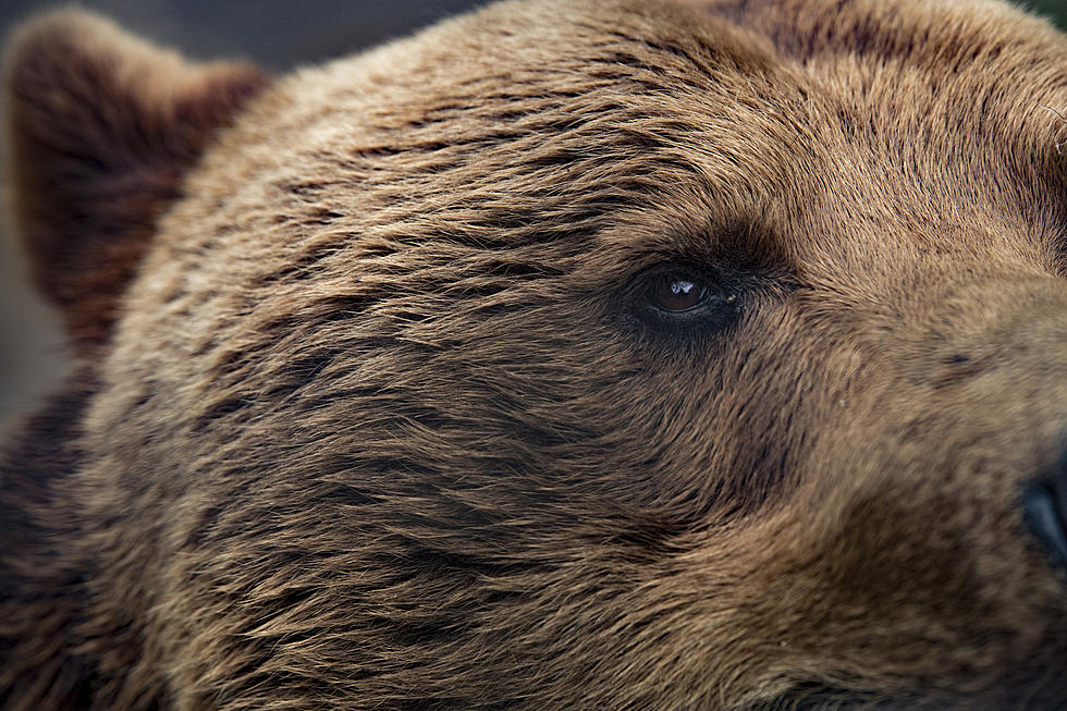 Eyes Open: More Grizzly Bear Habitat Recently Found in Montana