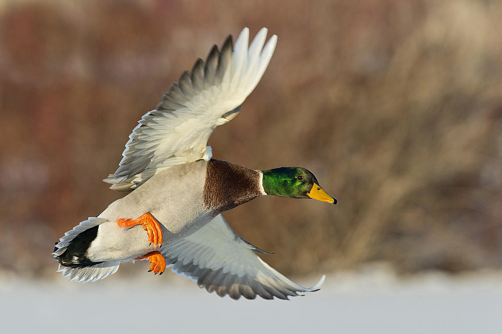 Win Thousands, Artists! Montana Needs a New Migratory Bird Stamp
