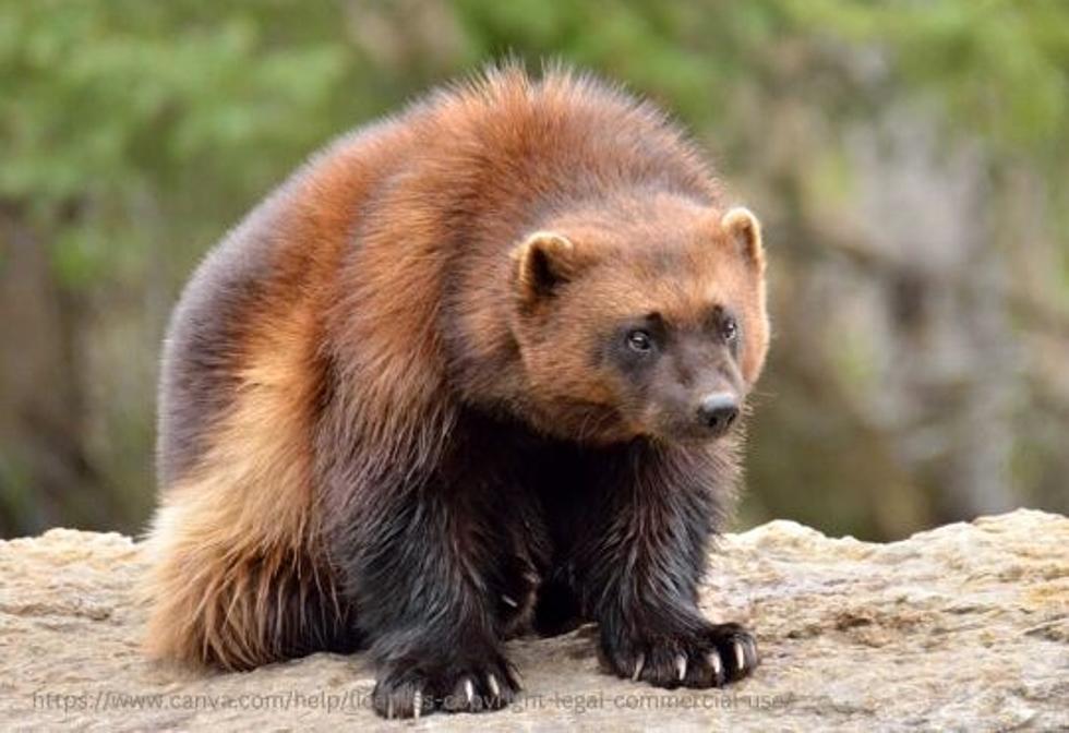 Wolverine Lawsuit, Poaching Punishments in Montana Hunting News
