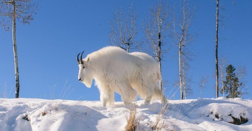 Mountain Goat Triggers Montana Avalanche, Did Not End Baaaaadly