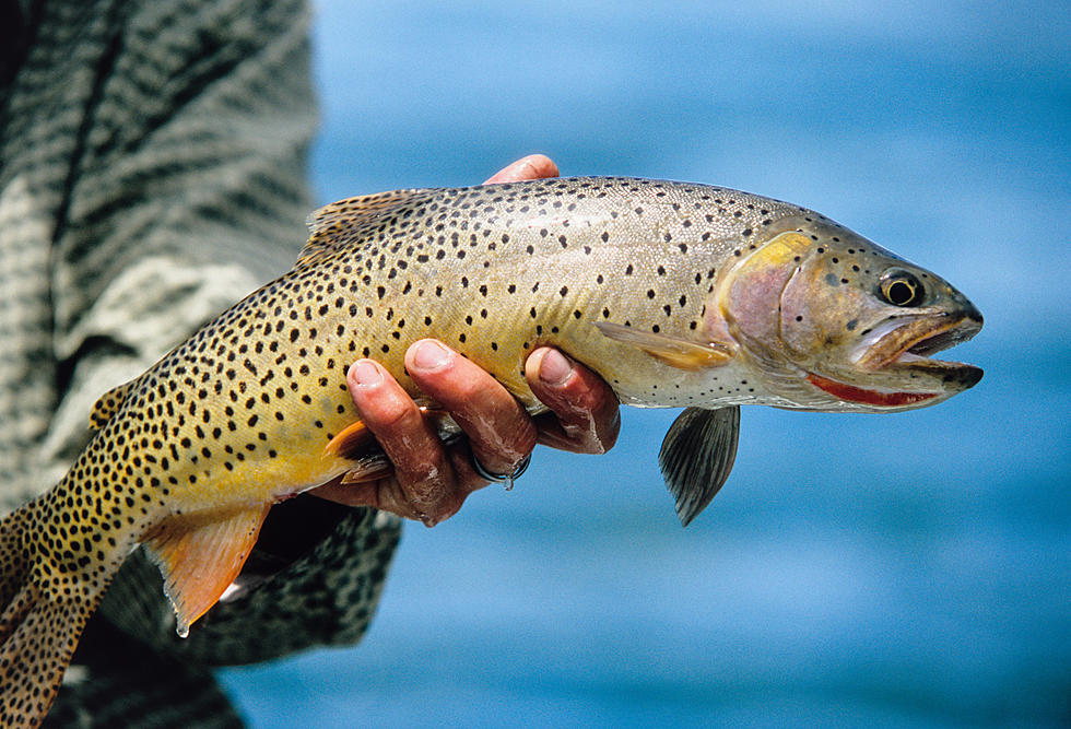 Enhance Your Montana Fly Fishing Skills for Free This Winter