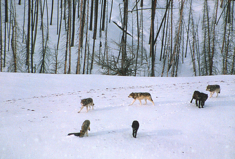 Is the Heated Montana Wolf Controversy Over?
