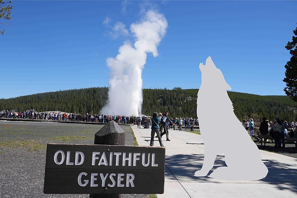 [VIDEO] Wolves Checking Out Yellowstone’s Old Faithful