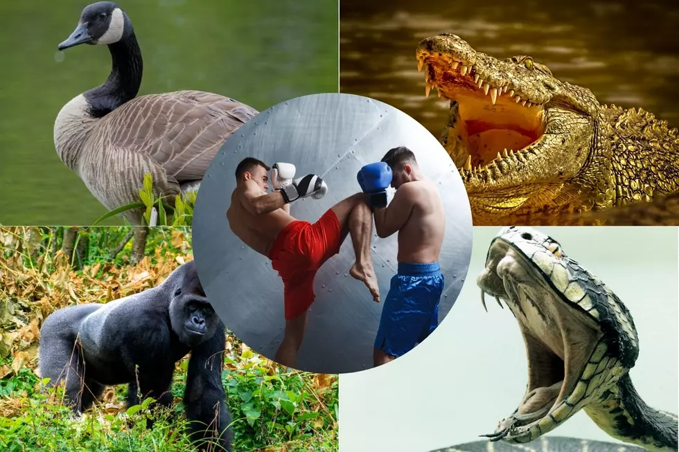 Americans Respond To Which Animals They Can Beat In A Fight