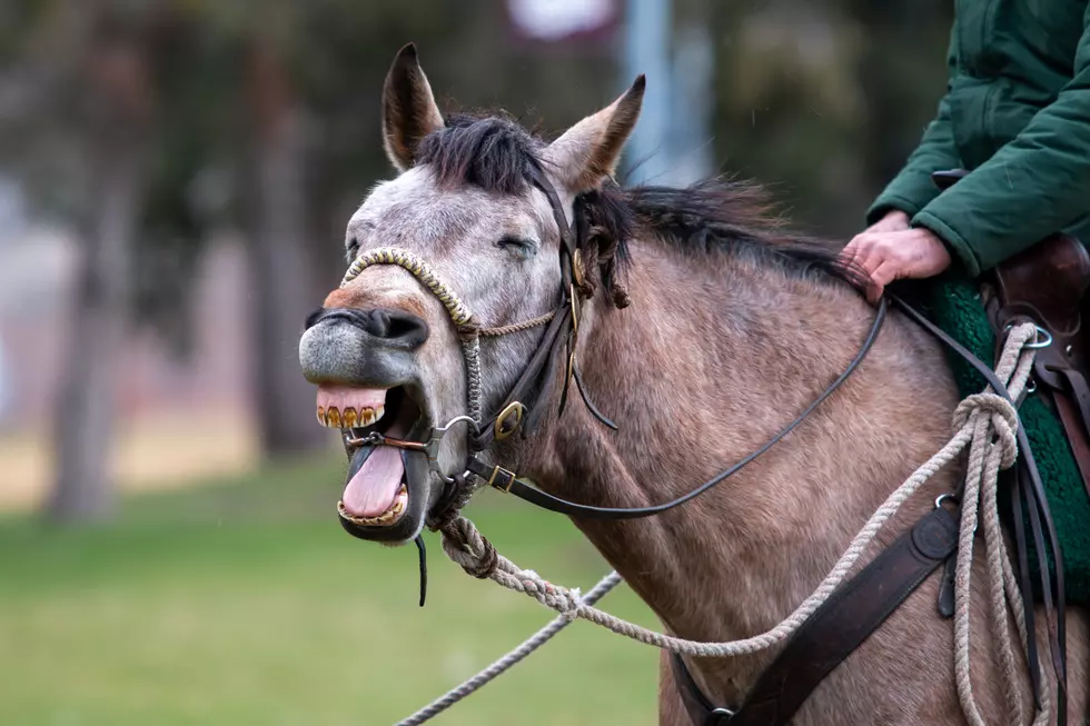 Don’t Be Stubborn! Meet the Mules at the University of Montana