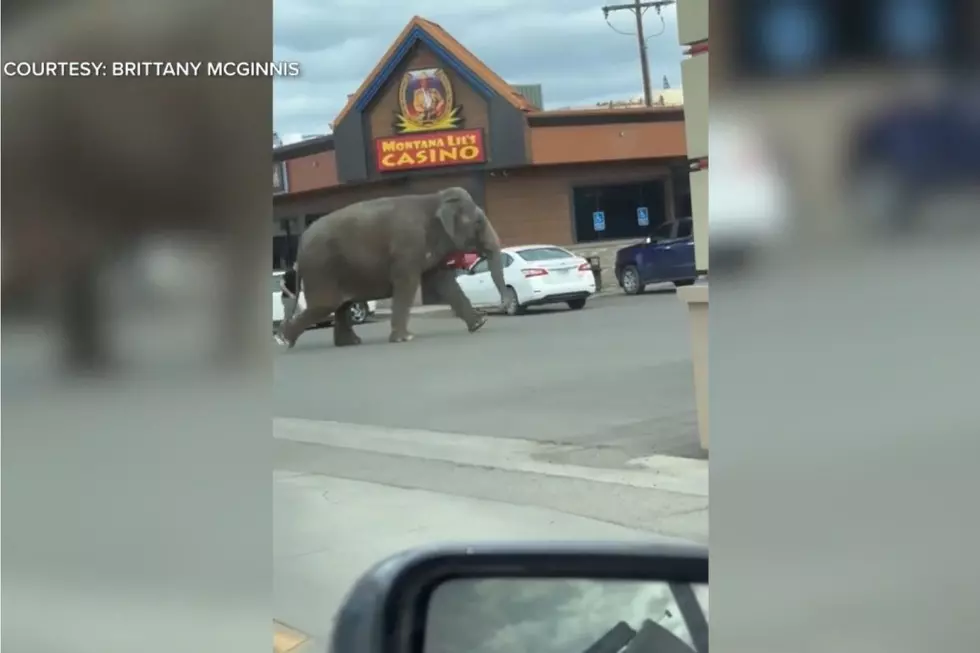 An Elephant Was Seen Running Loose In Butte