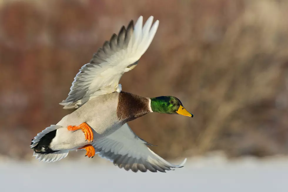 Record-Setting Speed Duck Includes Montana in Flight Itinerary
