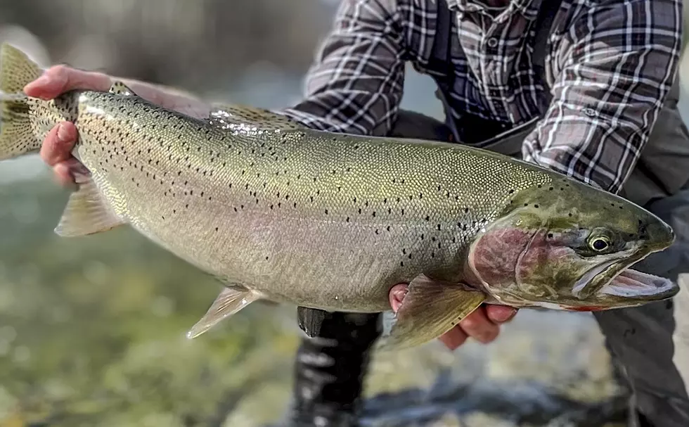 Fish On! Clark Fork River Yields a State Record Cutthroat Trout