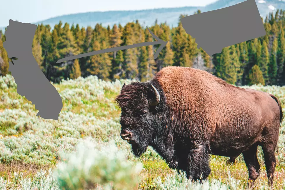 You’re Free! Zoo Sends Bison To Replenish Montana Population