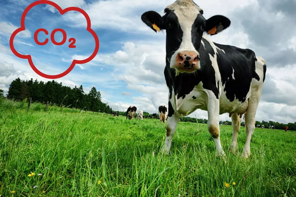 Would Montana Pass A “Gassy Livestock Carbon” Tax?