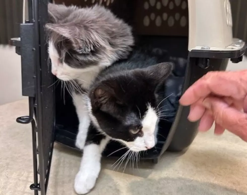 Captivating Kitty Collection at Humane Society of Western Montana