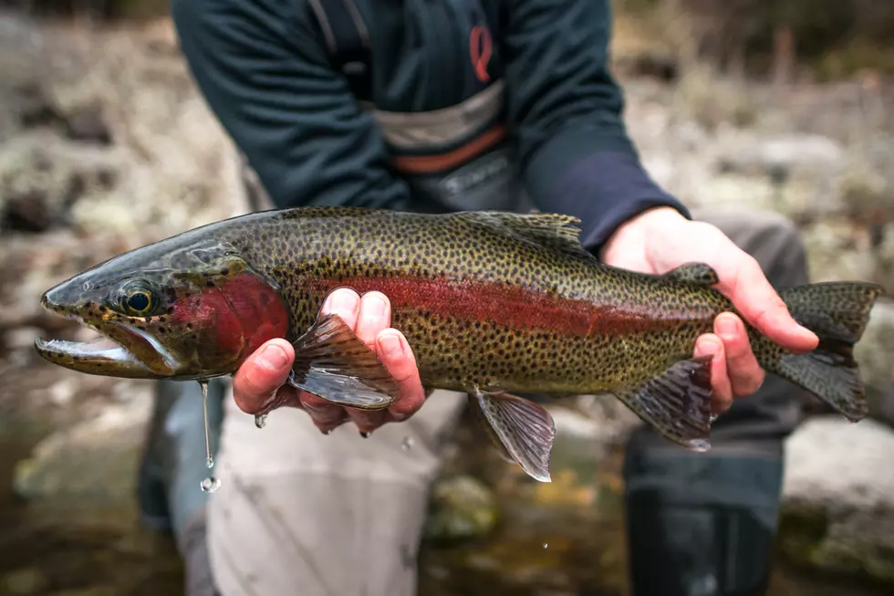 A Beautiful, Special Fish is Making Its Return to Montana Waters