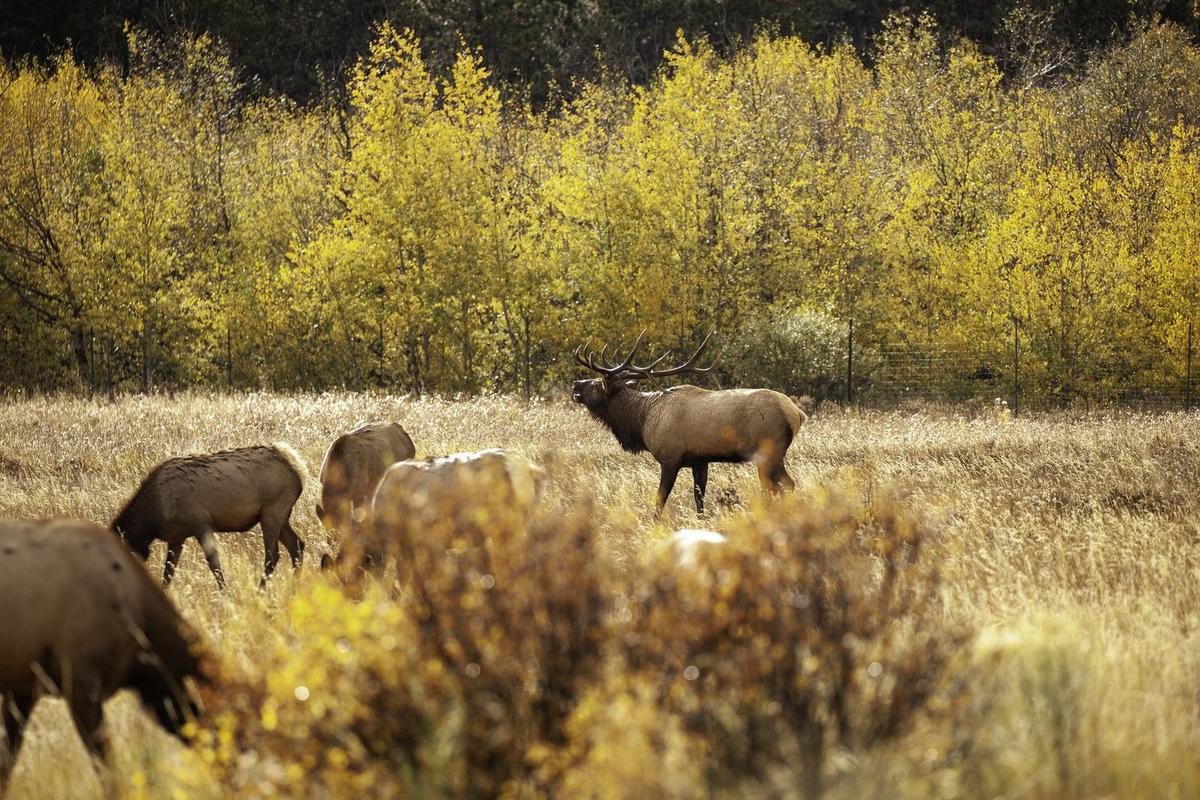Six Suspects Charged in Another Ugly Montana Poaching Incident