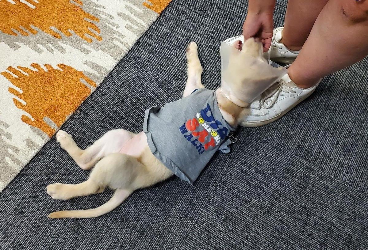 Honeydew at Missoula Humane Society Isn’t Melancholy With 3 Legs