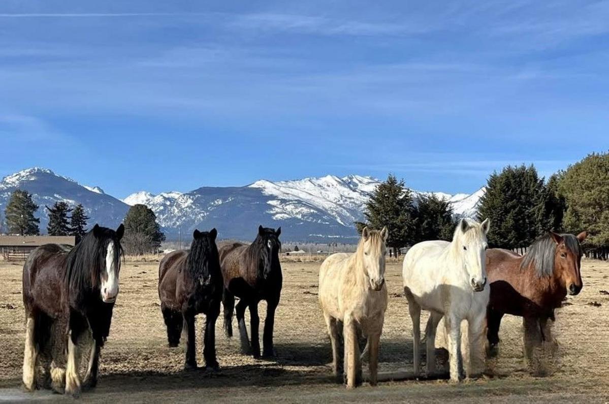 How Beer and Brats Can Help Rescue Western Montana Horses