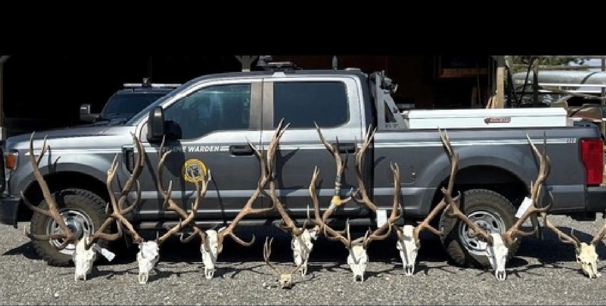 Big Win! Results of Another Montana Poaching Case Crackdown