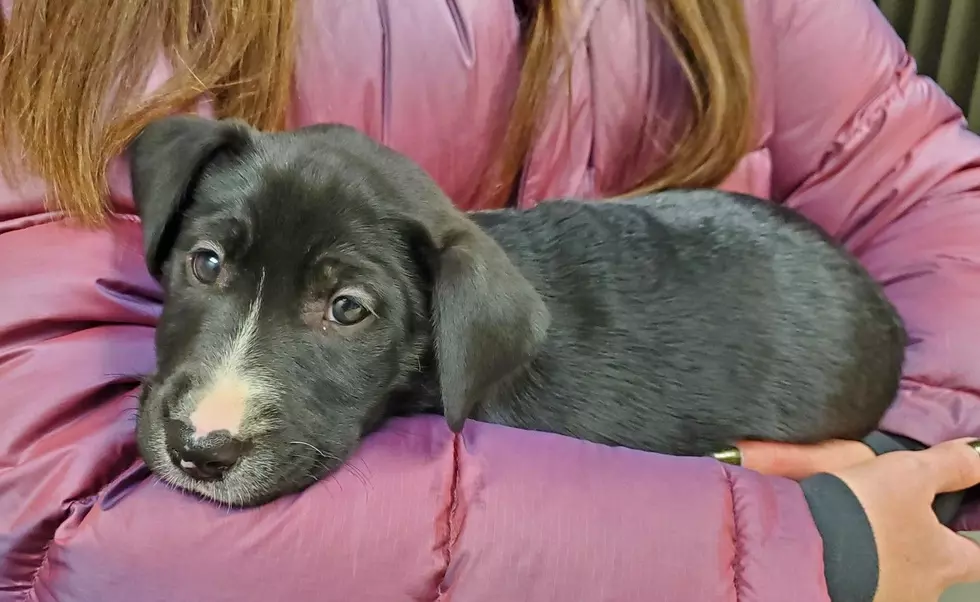 Puppy adoptions in Missoula