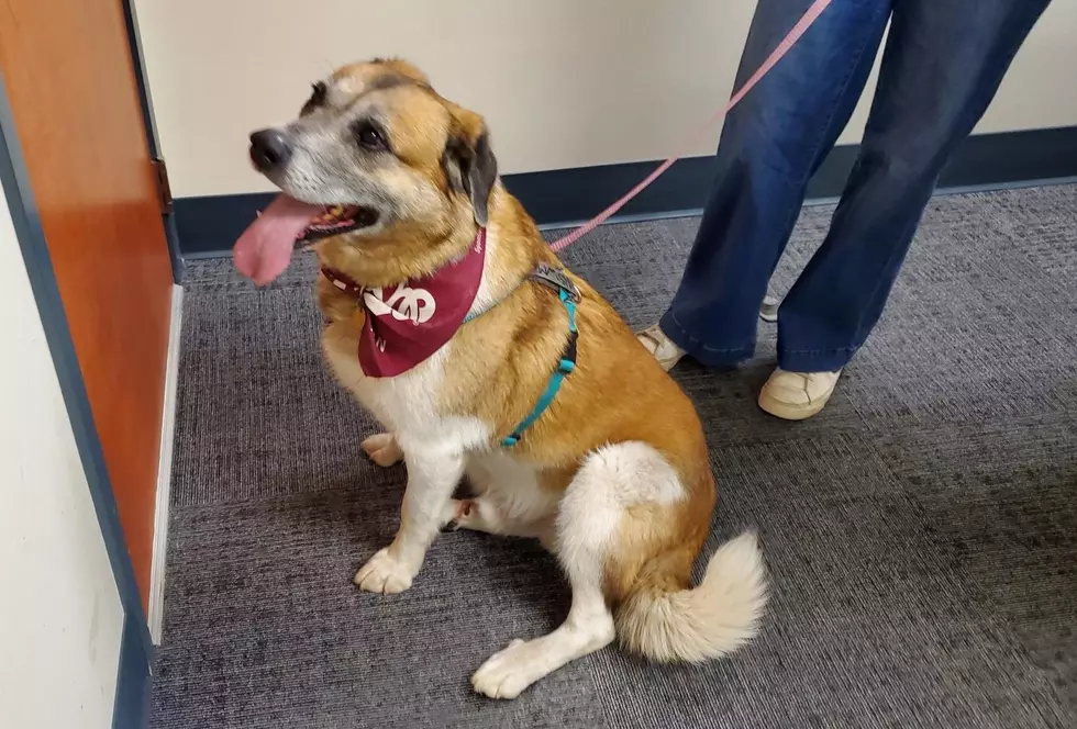 Dog adoptions in Missoula