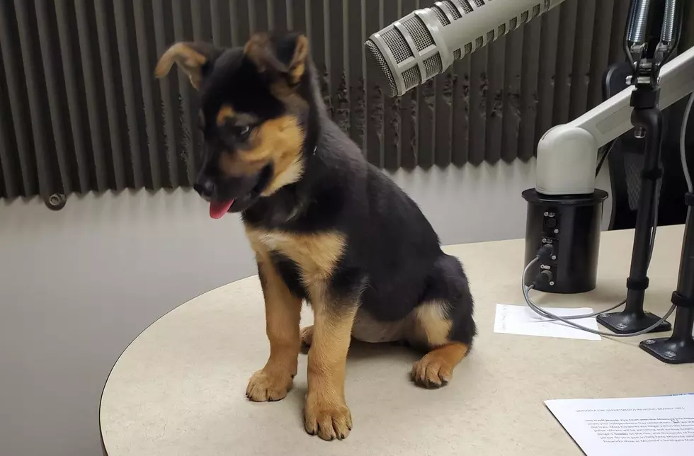 MISSOULA HUMANE SOCIETY