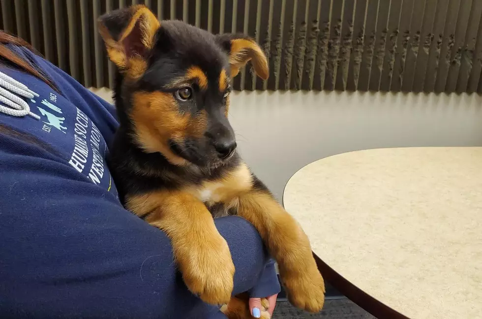 MISSOULA HUMANE SOCIETY