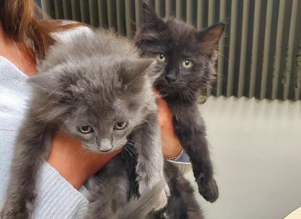 Get Smitten With a Kitten at Humane Society of Western Montana