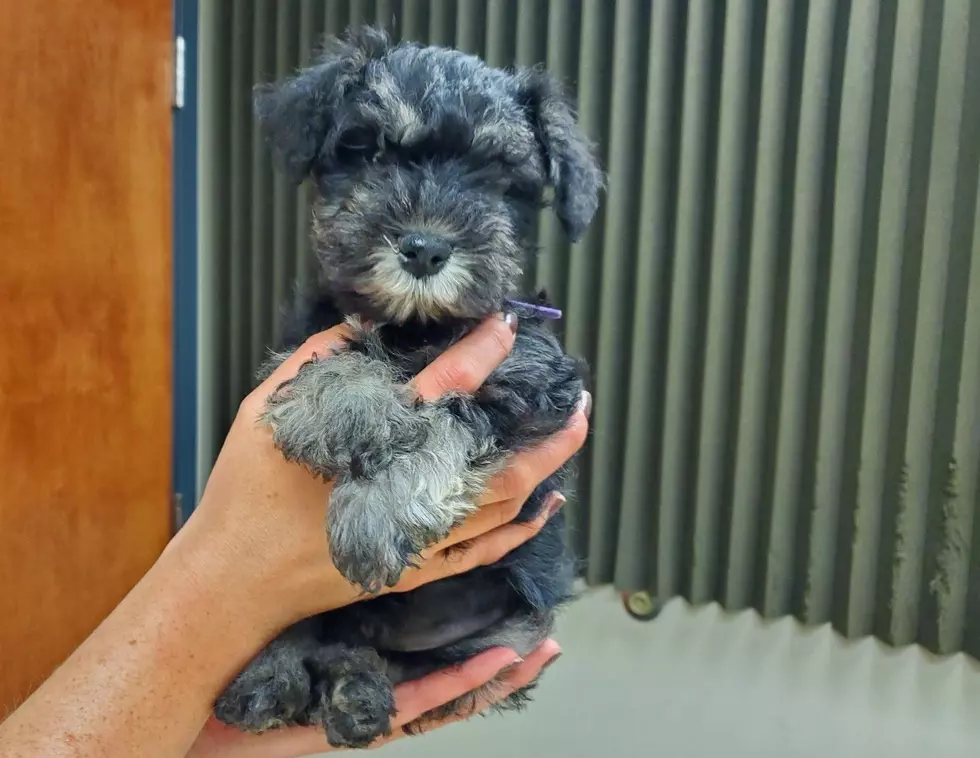 It’s Mini Schnauzer Mania At Humane Society of Western Montana
