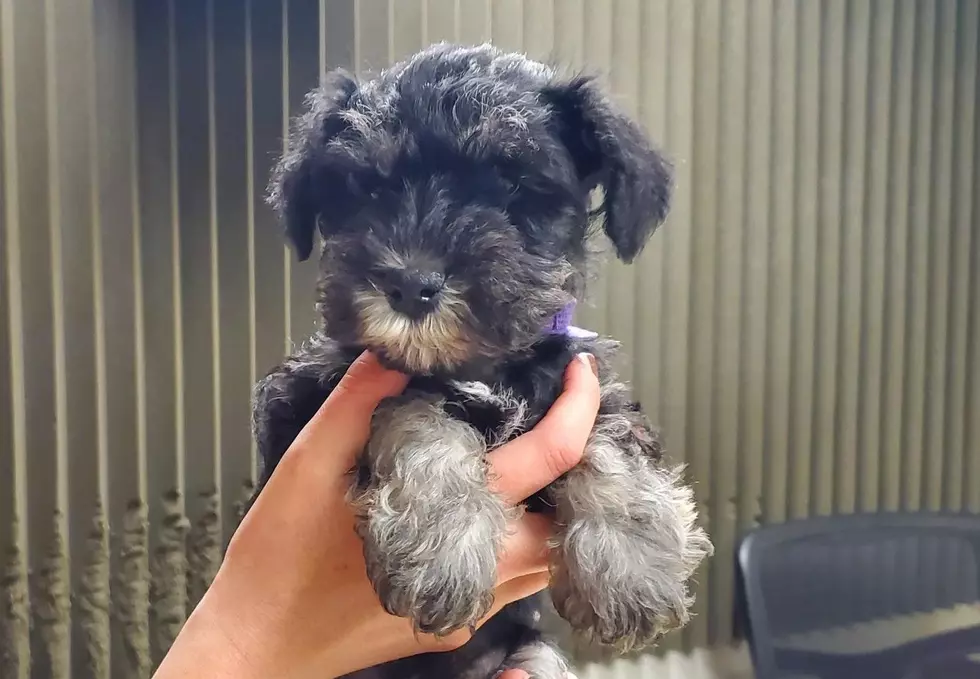 Where can you adopt dogs and cats in Missoula?