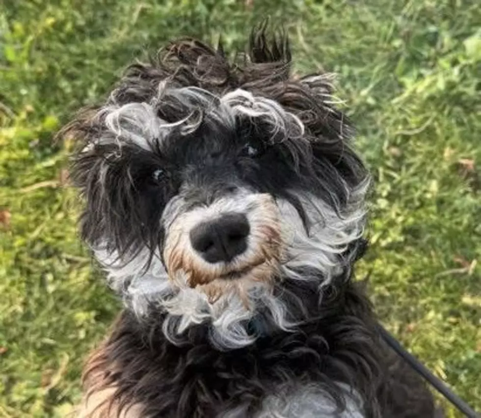 Places to adopt pets in Missoula