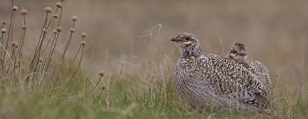 Why Montana Hunters Get A 10-Day Upland Game Bird Jump
