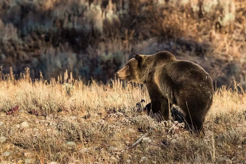 Grizzly Bear Releases, Fishing Regulation Updates in Montana