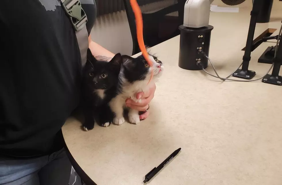 Your New Kitten is Waiting at Humane Society of Western Montana