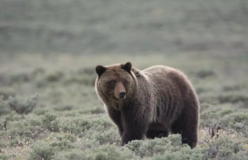Help For Bear Attack Victim and Illegal Firearms Possession Sentence
