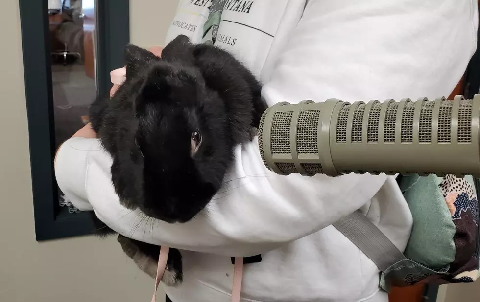 Rbbits for adoption in western Montana
