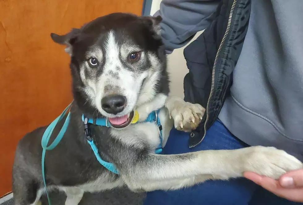 Free Vaccines and Microchips Sunday at the Humane Society