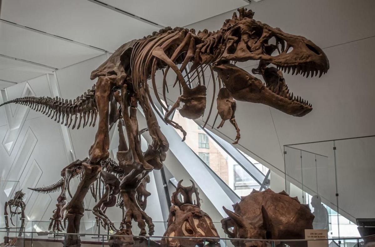National Fossil Day: Montana Bones Soon to Be a Millionaire-asaurus