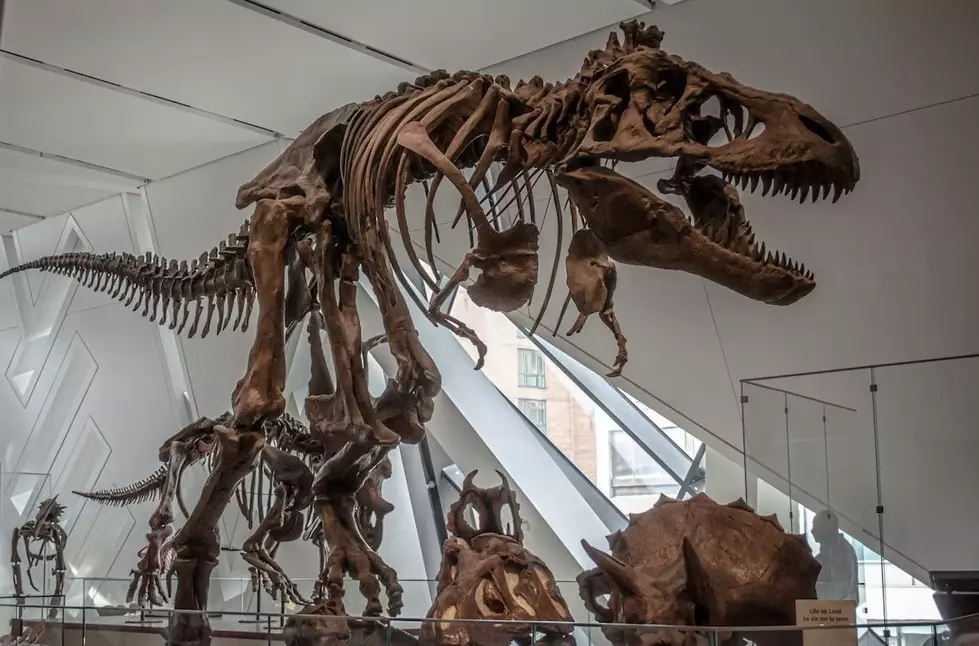 National Fossil Day: Montana Bones Soon to Be a Millionaire-asaurus