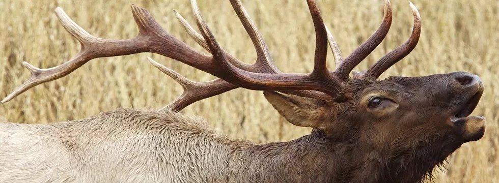 Blatantly Poach an Elk, Pay Thousands, Lose Hunting Privileges