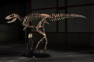 Montana’s ‘Jodi’ Second Most Expensive Fossil on Auction Records