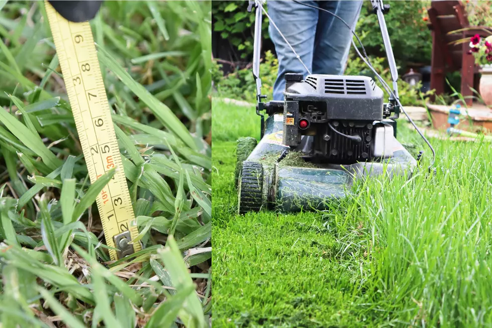 Minnesota Limits How Tall Your Grass Can Be