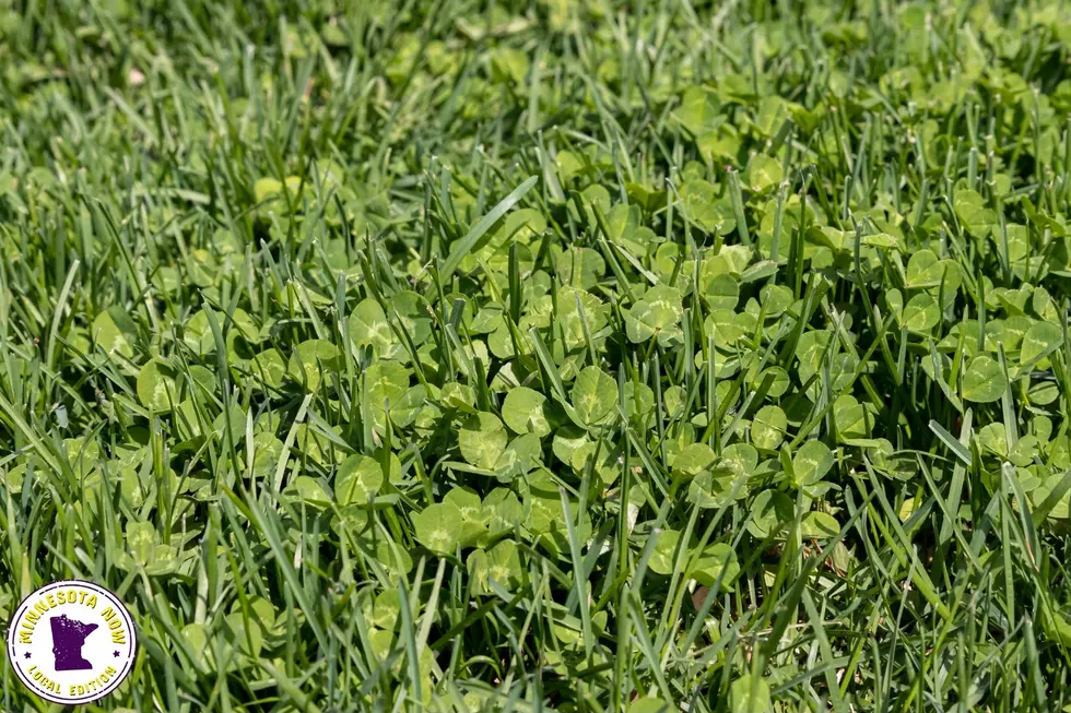clover mn weeds