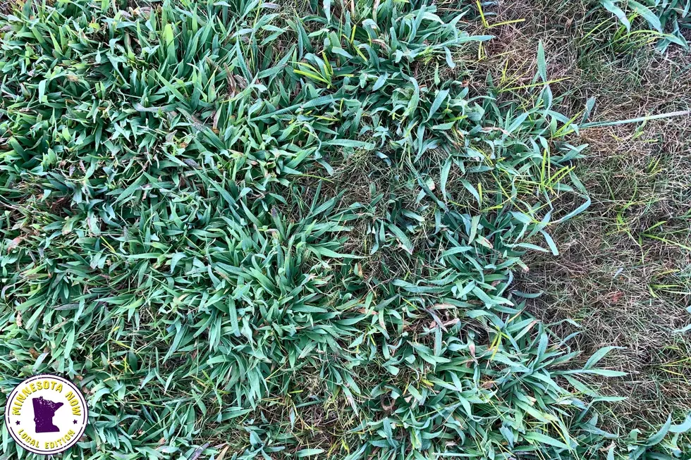 crabgrass common weed mn