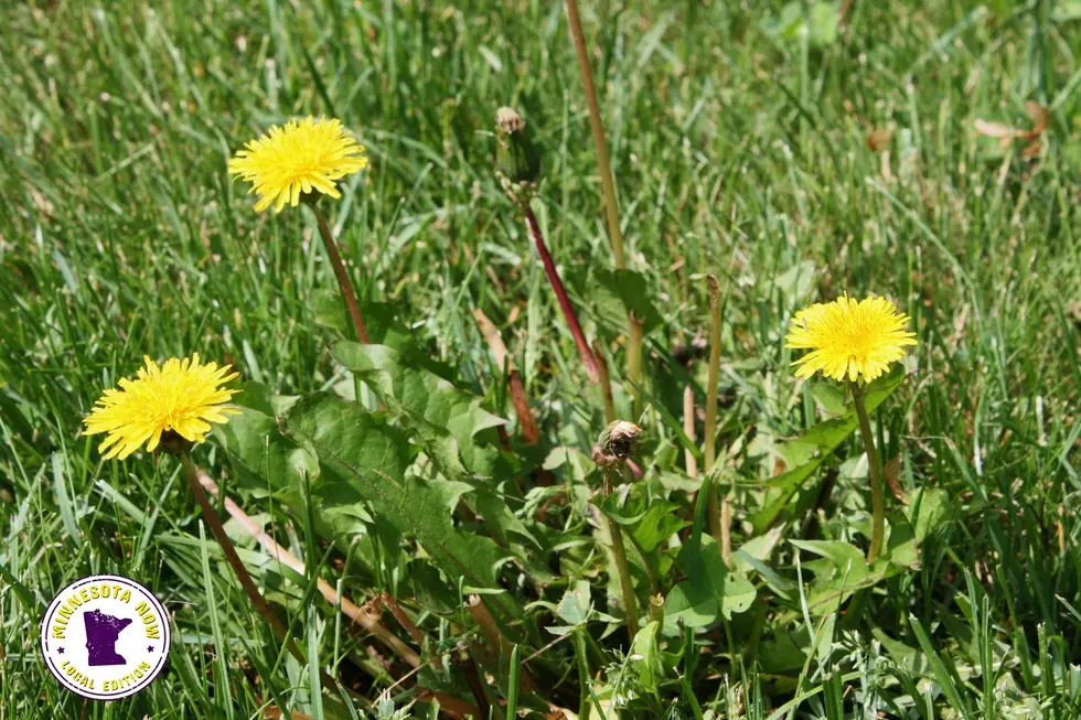 dandelions common mn weeds